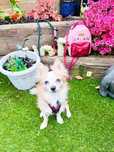 Customer photo review of Mable's Meadow Mini Backpack