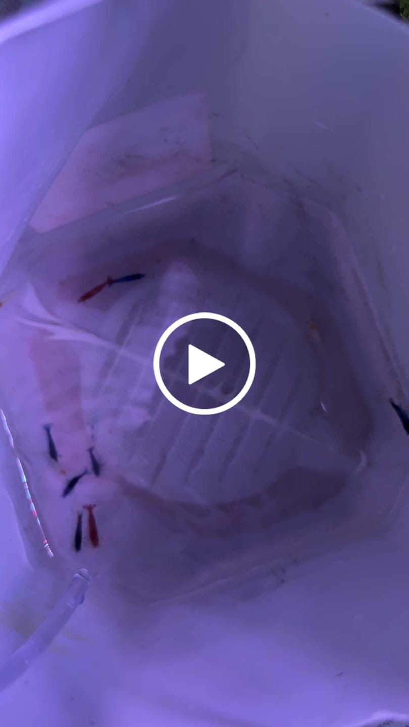 Customer video review of Fourth Of July Shrimp Pack