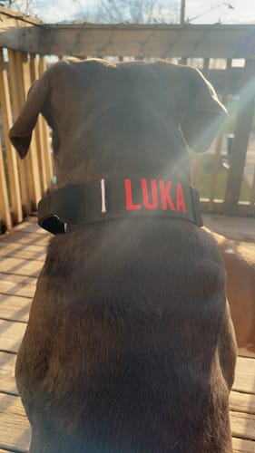 Customer photo review of Personalized Bully Proof Collar