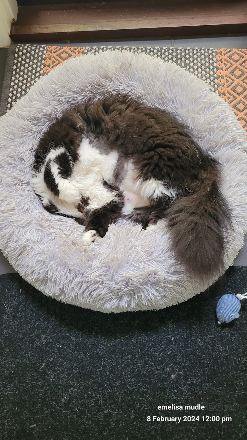 Customer photo review of Pawz Non-Removable Calming Pet Bed