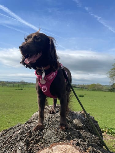 Customer photo review of Tough Trails™ Harness - Walkies Ready® Raspberry Pink