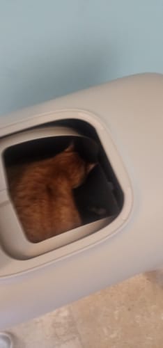 Customer photo review of Self-Cleaning Litter Box