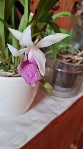 Customer photo review of Cochleanthes mit blau-violetter Blüte