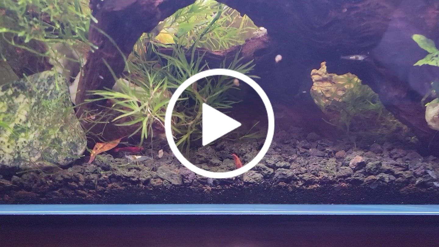 Customer video review of Fourth Of July Shrimp Pack