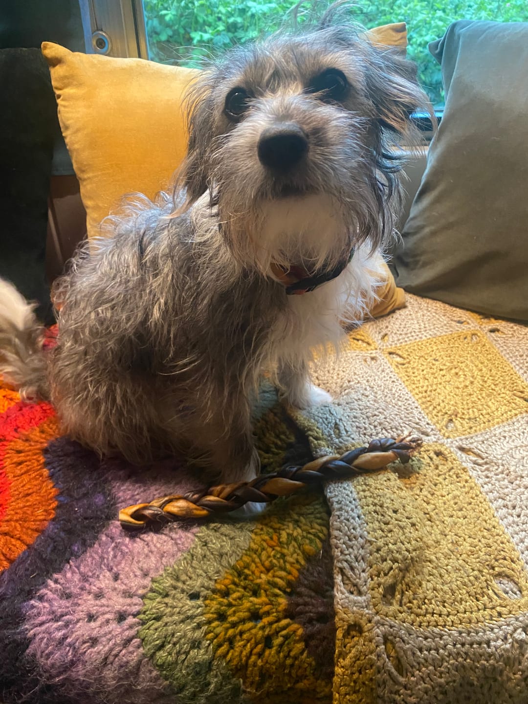 Customer photo review of 12 Inch Braided Jerky Stick