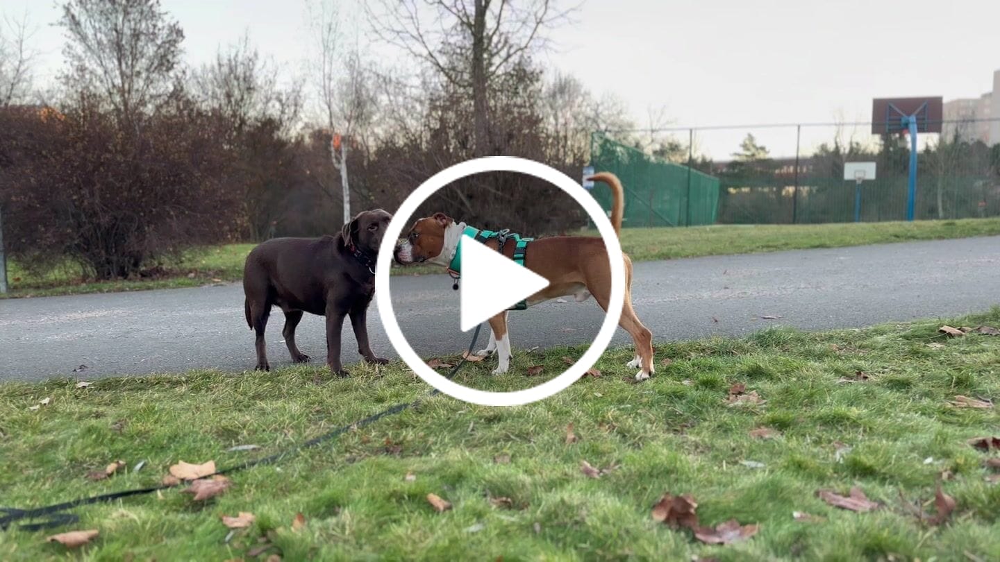 Customer video review of TRI-Harness® | Anti-Pull, Adjustable & Durable - Dog Trainers Choice - Turquoise v2.0