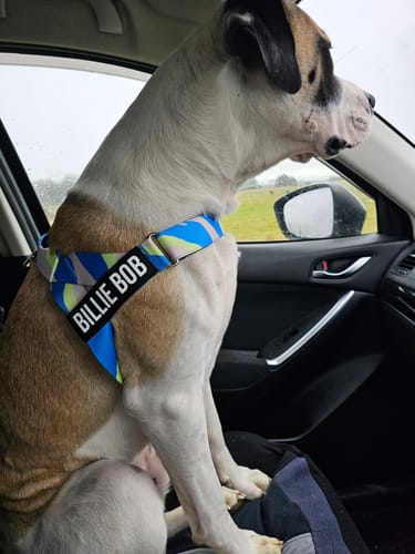 Customer photo review of Walk #001 Harness