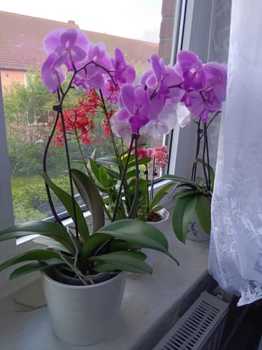 Customer photo review of Epidendrum Nordic Fire Dauerblüher mit roter Blüte und 2+ Stielen