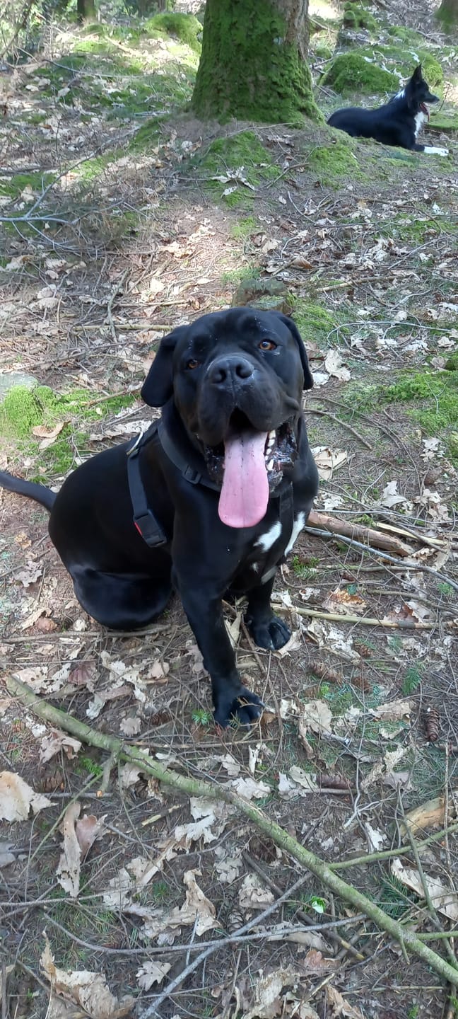 Customer photo review of Croquettes de volaille riches en ingrédients frais - Moy. / Grande taille (chien adulte)