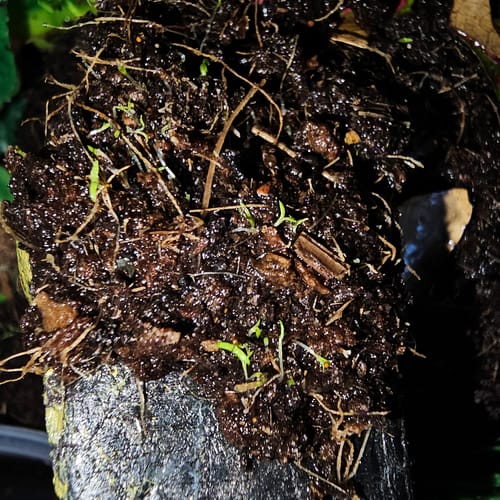 Customer photo of Premium Irish Moss Seeds - Sagina Subulata Seeds from Sunny B.