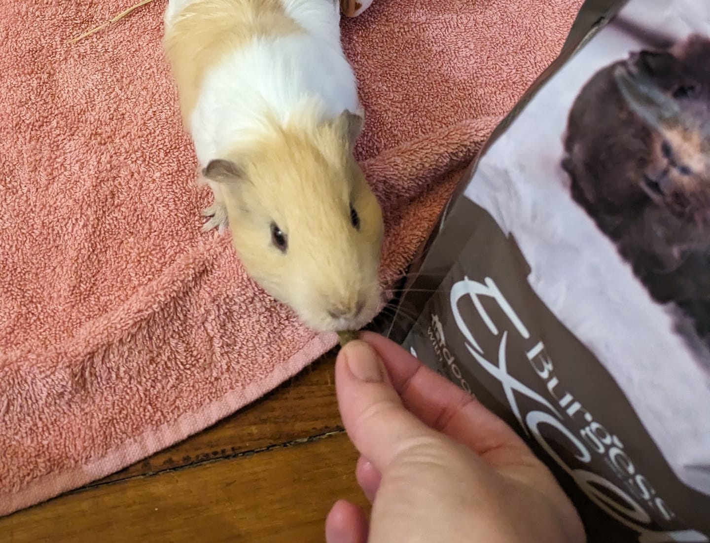 Customer photo review of Burgess Excel Indoor Guinea Pig Pellets - 1.5kg