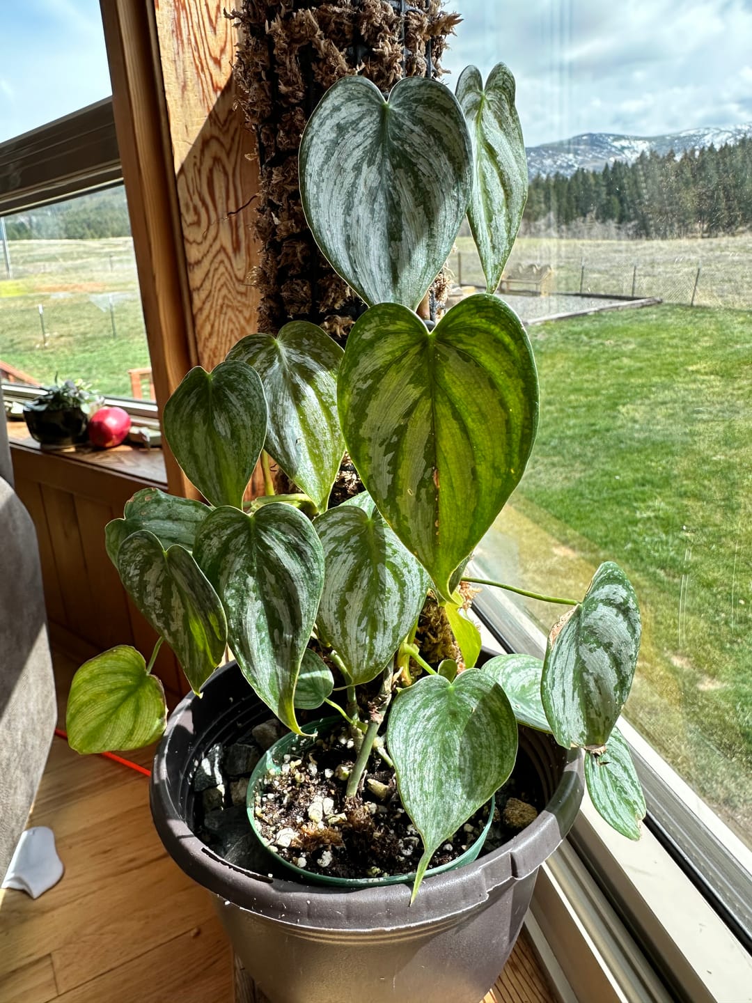 Customer photo review of Philodendron brandtianum