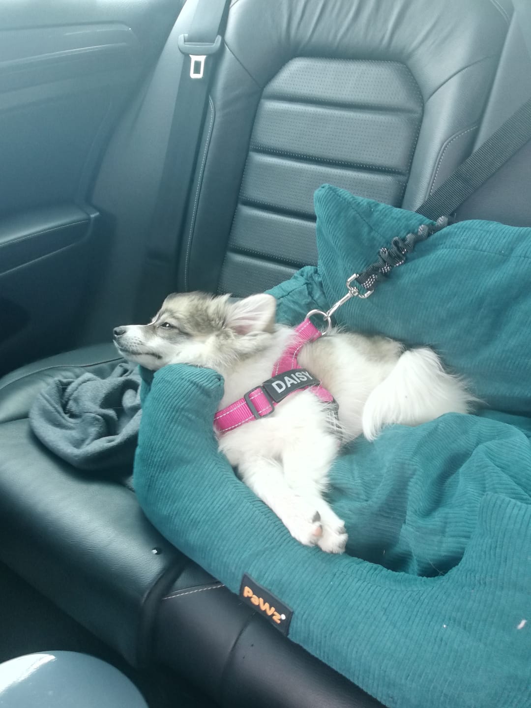 Customer photo review of PaWz Dog Car Booster Seat