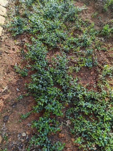 Customer photo review of Vinca Minor Bowles 50 count Flat