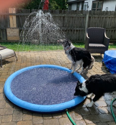 Customer photo review of Sprinkler Wasserspielmatte für Hunde