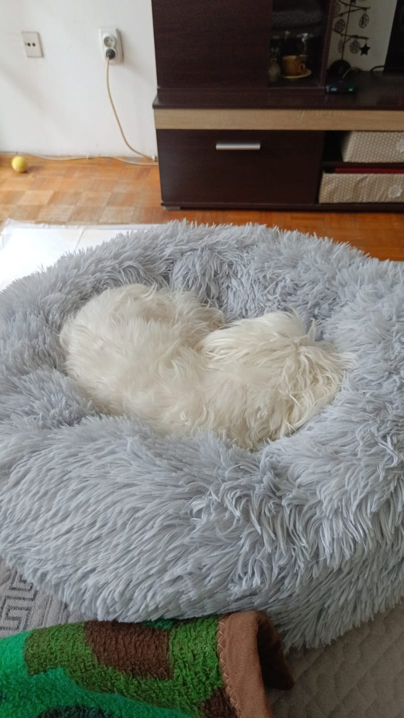 Customer photo review of Umirujući Krevet za Pse