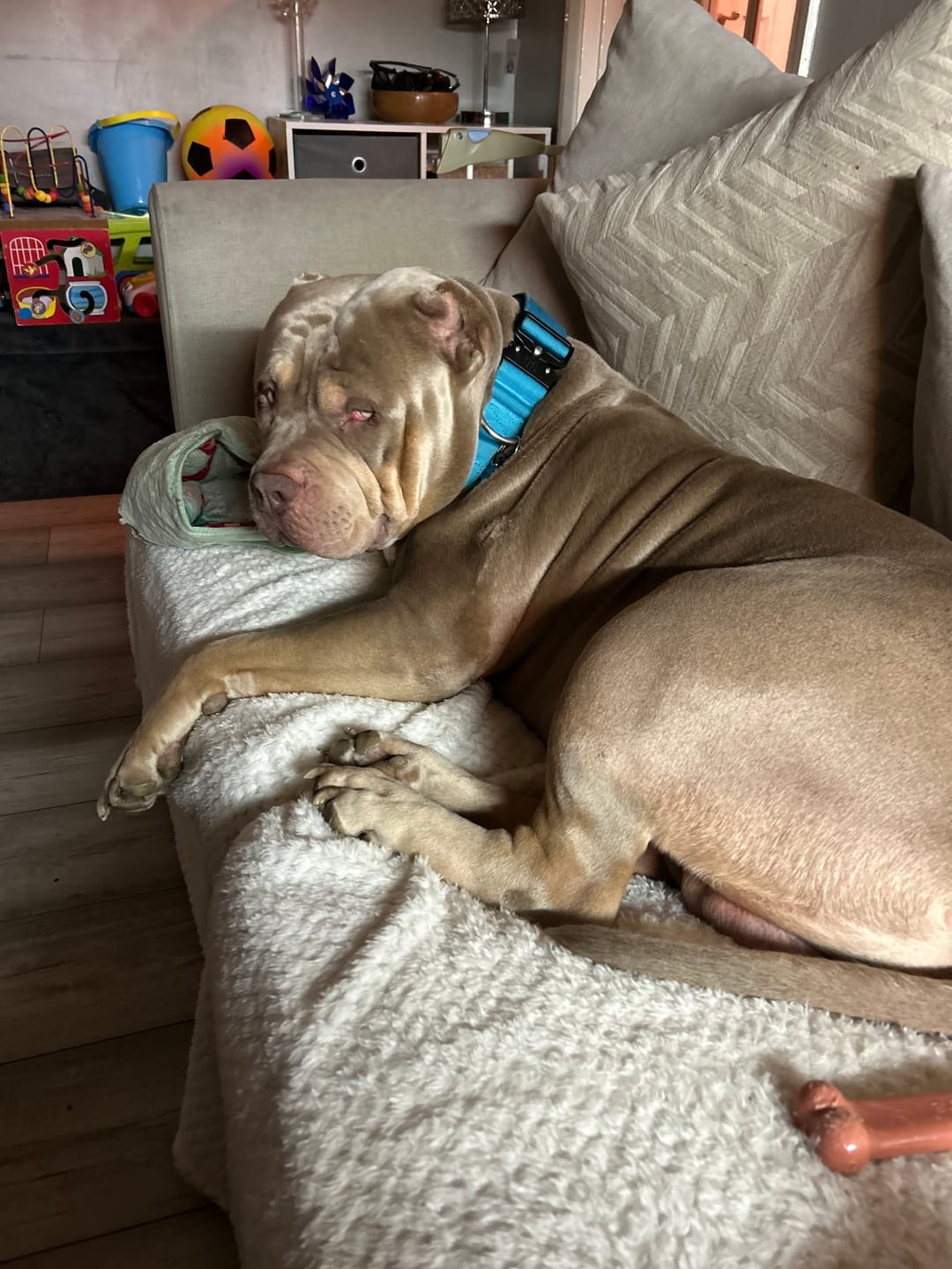 Customer photo review of 5cm Combat® Collar | With Handle & Rated Clip - Light Blue v2.0