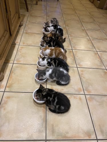 Customer photo review of Canagan Chicken Kitten Pouches