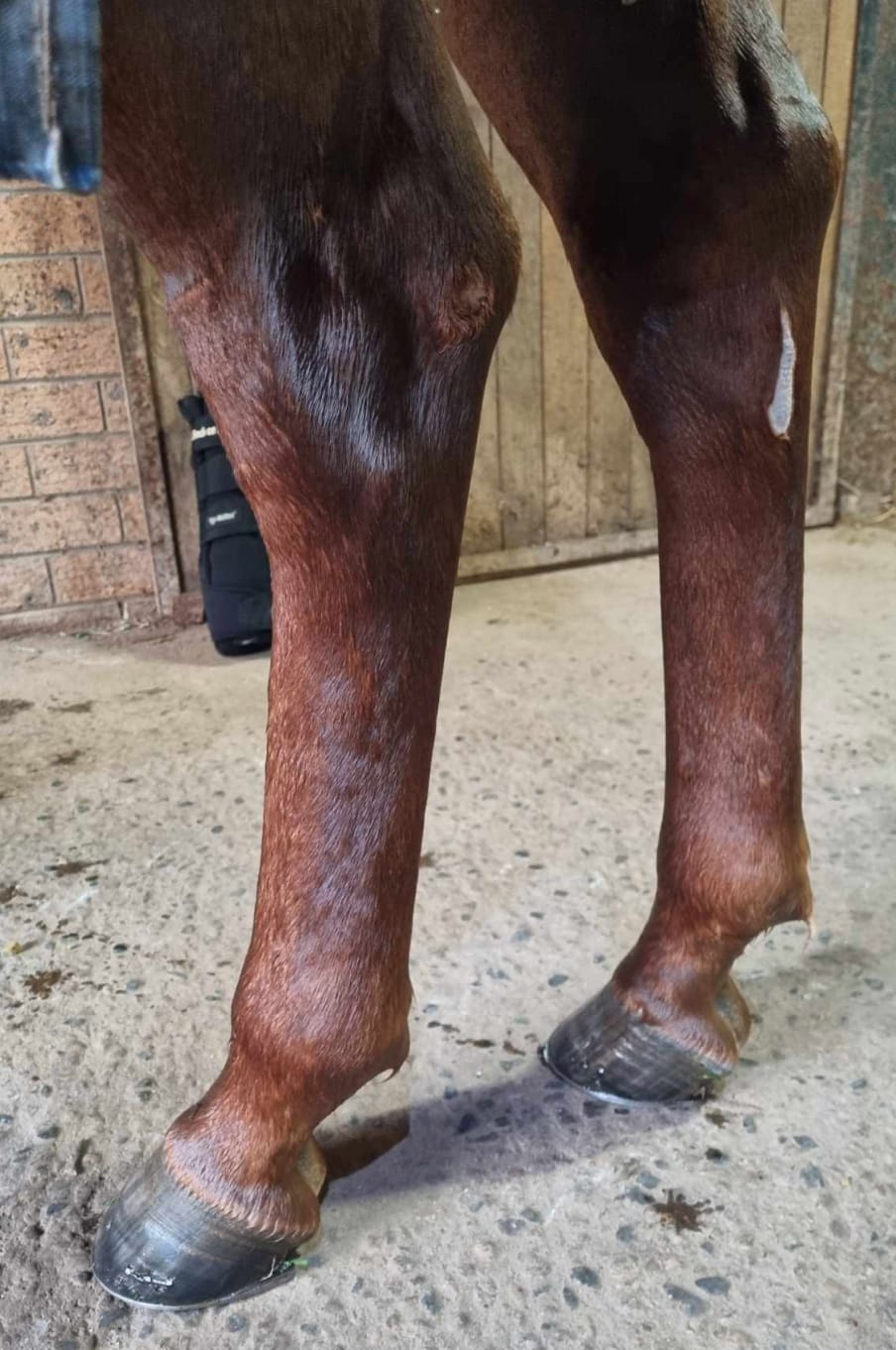 Customer photo review of EquiBind
