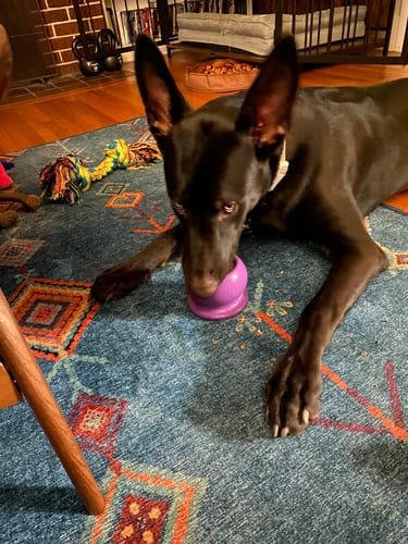 Customer photo review of Freezball - Durable Fillable Dog Chew Bone