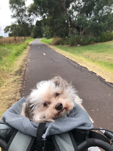 Customer photo review of All In One Pet Carrier Bag | Dog Bike Basket | Backpack for Dogs & Cats | Car Booster Seat
