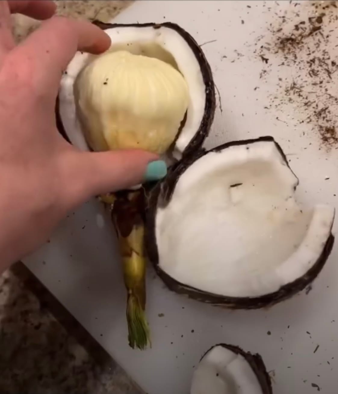 Customer photo review of Sprouted Coconut *Pre-Order*