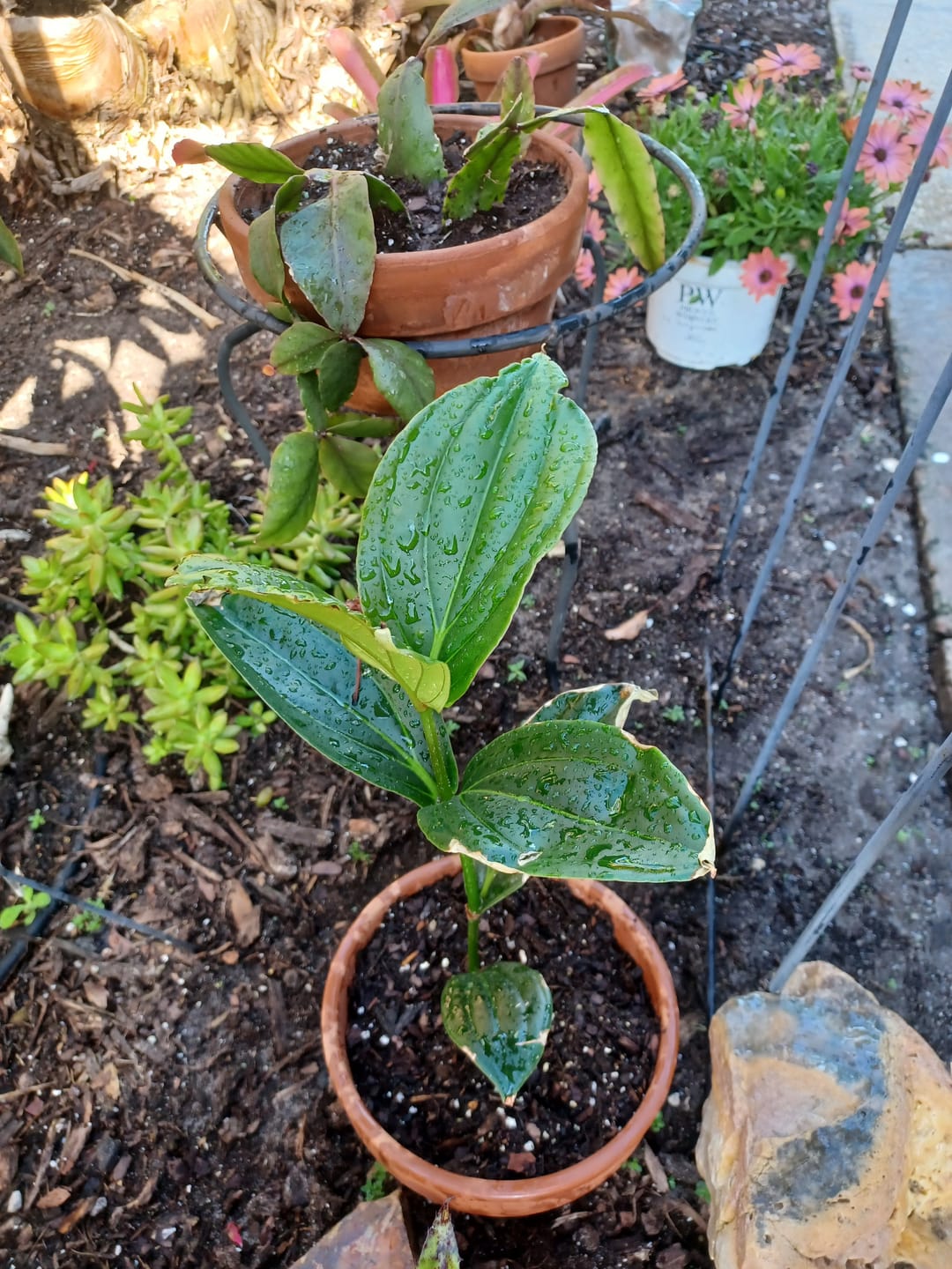 Customer photo review of Medinilla myriantha