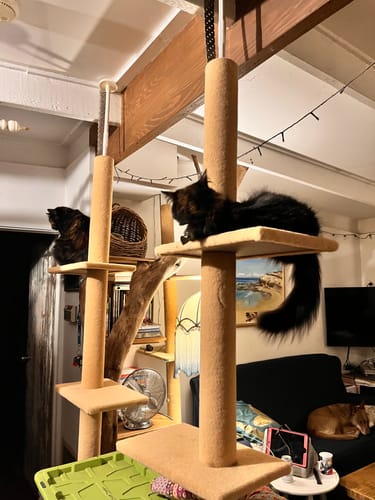 Customer photo review of PaWz Floor to Ceiling Cat Tree Tower