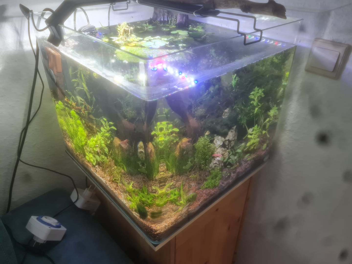Customer photo review of Dupla Cube 80