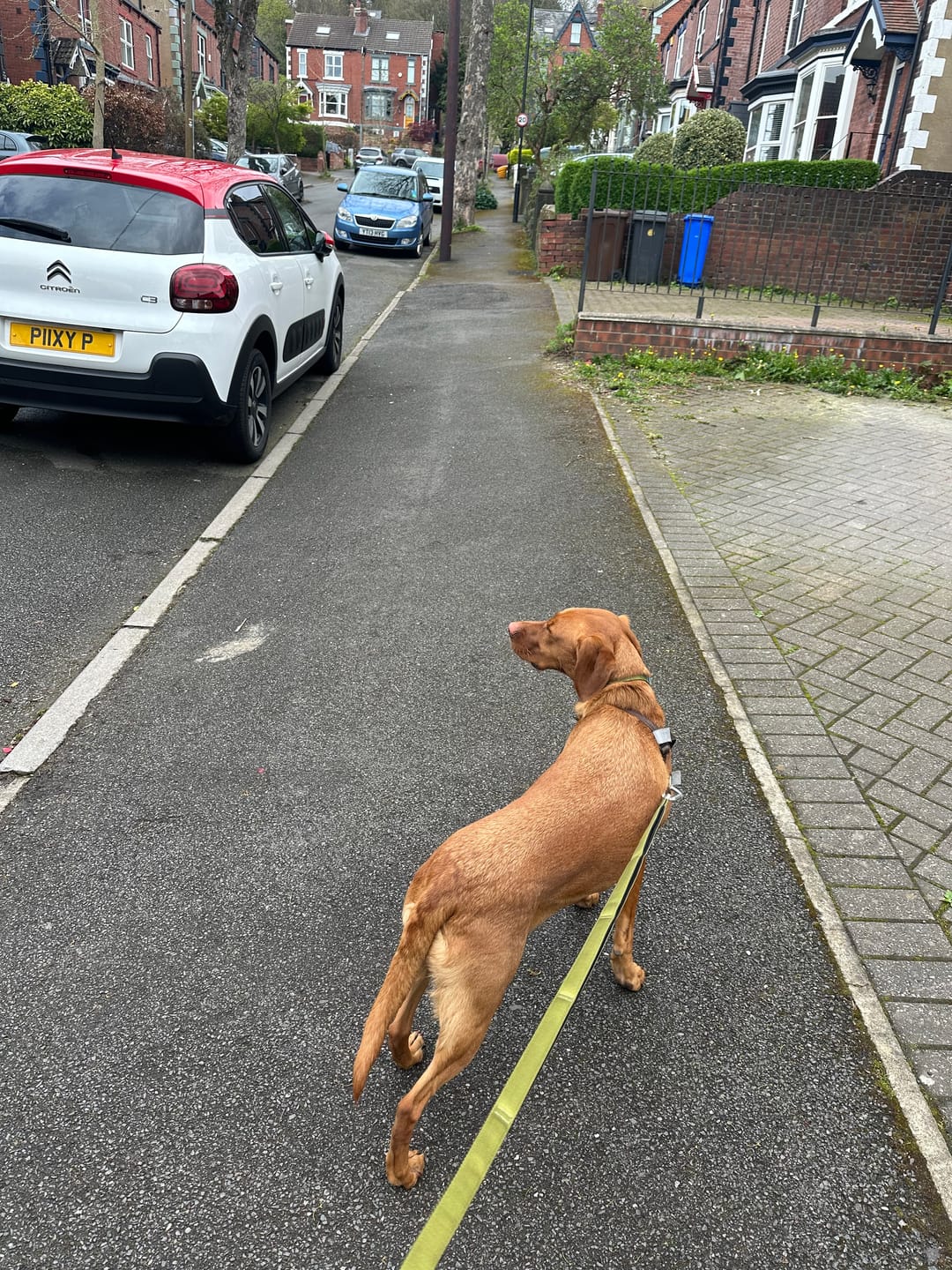 Customer photo review of Ladder Lead - Multiple Handles During Walks - Olive Green