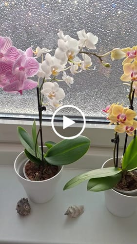 Customer video review of Table Dance Orchideen Farbmix mit 1 Stiel im 6er Set