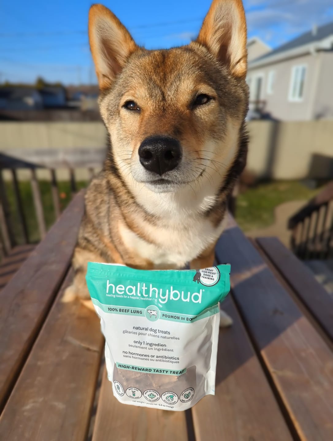 Customer photo review of Beef Lung Wafers