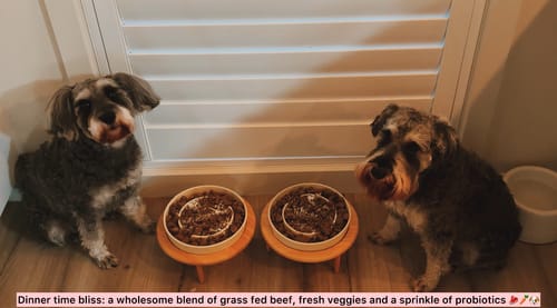 Customer photo review of Ceramic Slow Feeder Pet Bowl for Dogs and Cats