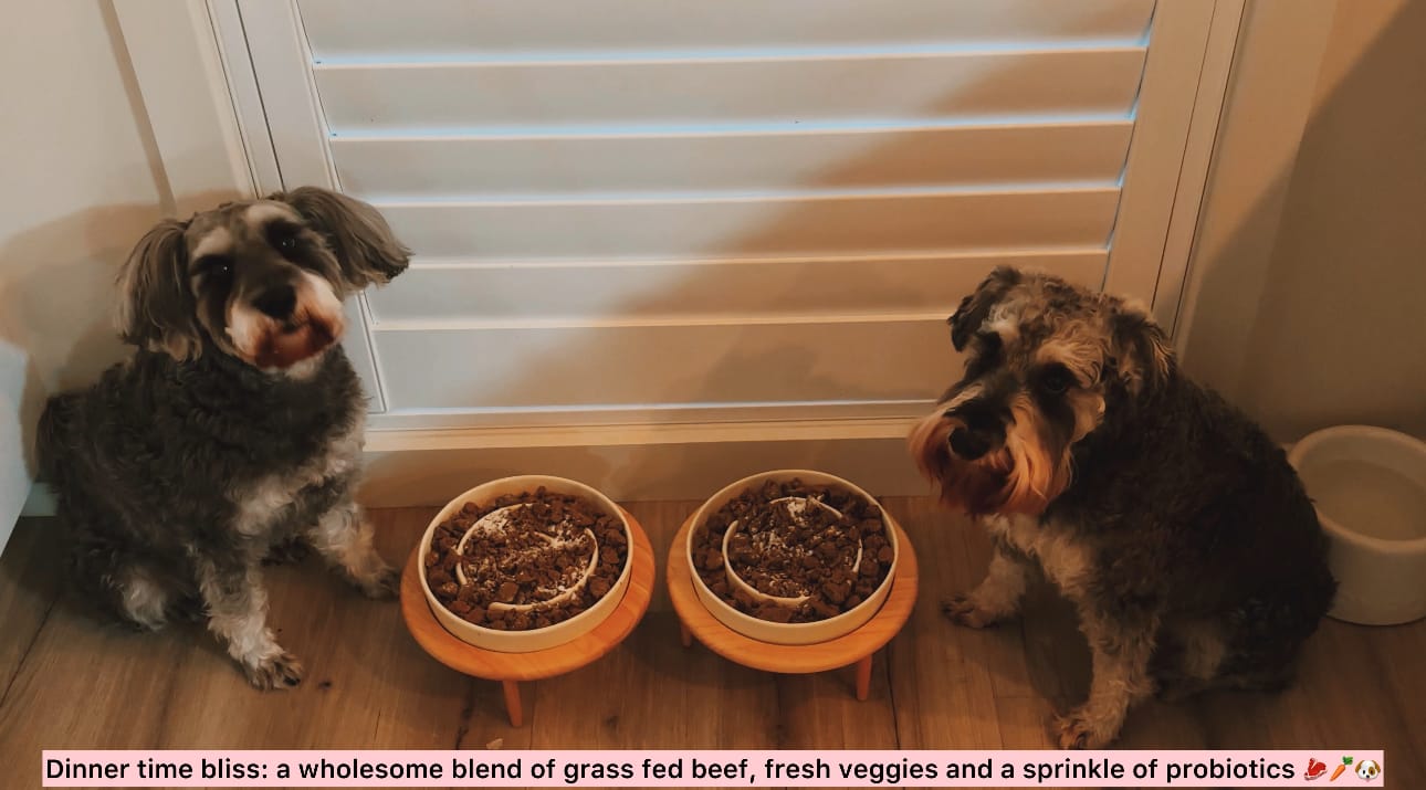 Customer photo review of Ceramic Slow Feeder Pet Bowl for Dogs and Cats