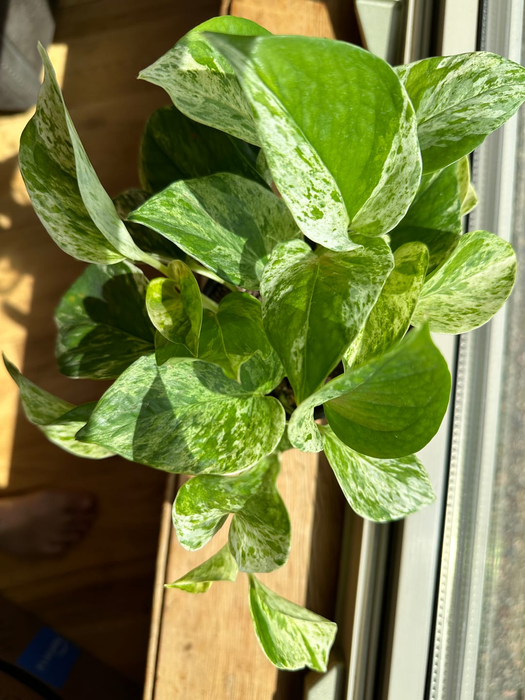 Customer photo review of Pothos Epipremnum aureum 'Marble Queen'