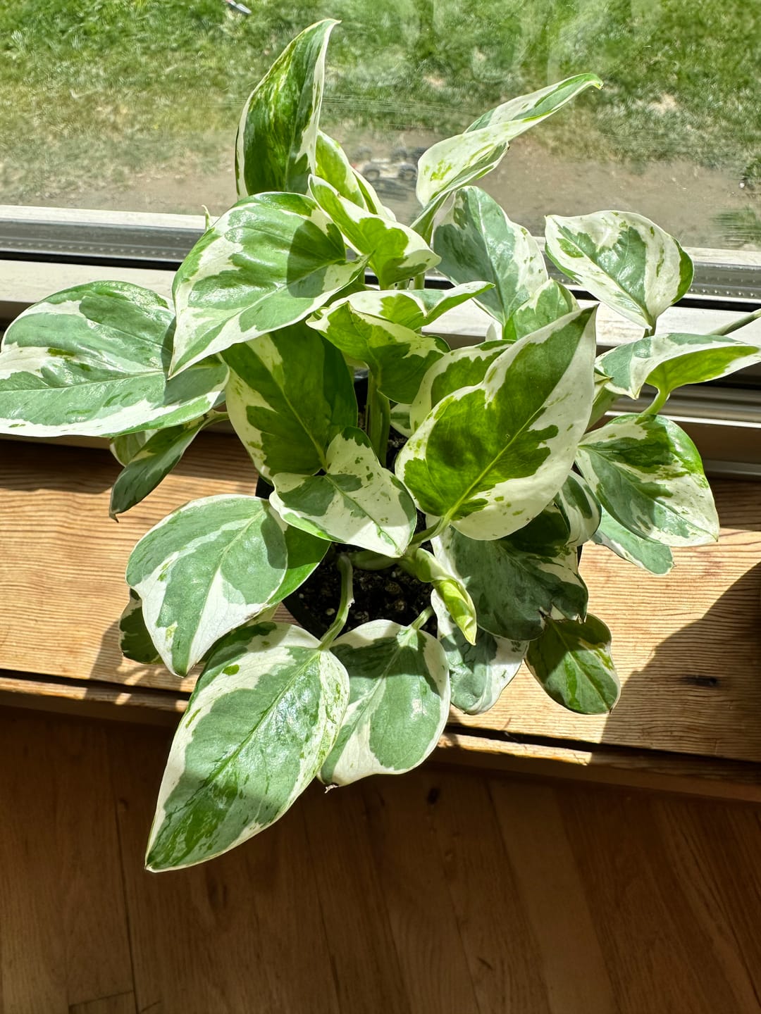 Customer photo review of Pothos Epipremnum aureum 'Pearls and Jade'
