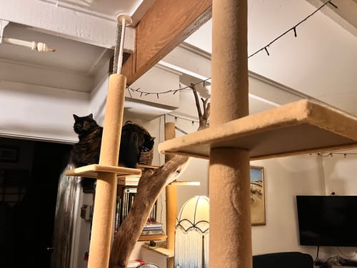 Customer photo review of PaWz Floor to Ceiling Cat Tree Tower