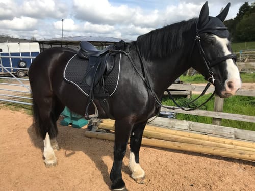 Customer photo review of Rhinegold Non-Slip Gel Saddle Cloth