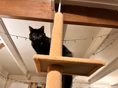 Customer photo review of PaWz Floor to Ceiling Cat Tree Tower