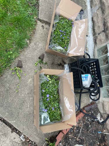 Customer photo review of Vinca Minor Bowles 50 count Flat