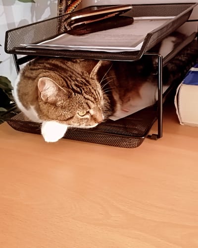 Avis photo d'un client sur Croquettes Chat Stérilisé Sans Céréales - Poulet
