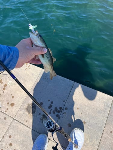 Customer photo review of Custom Spinning Rod