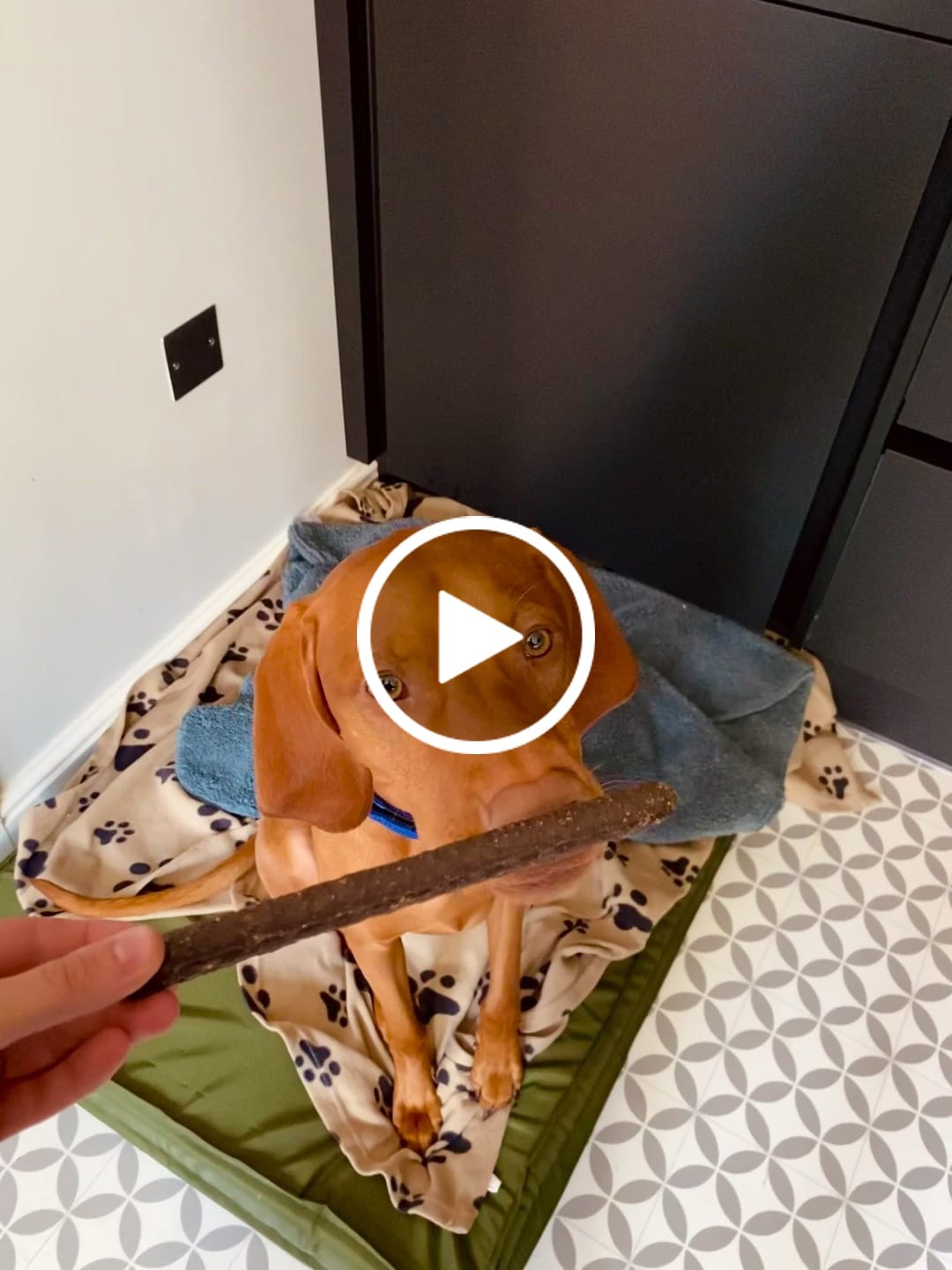 Customer video review of 2.5cm Combat® Collar | With Handle & Rated Clip - Orange v2.0