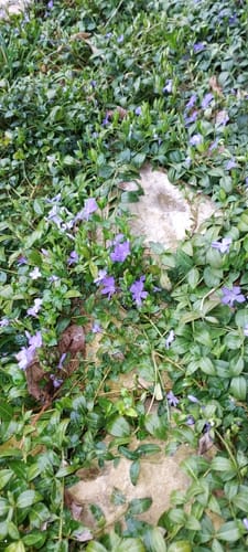 Customer photo review of Creeping Myrtle Vinca