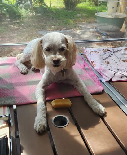 Customer photo review of Medium Yak Milk Dog Chews