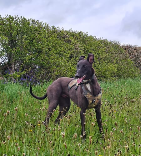 Customer photo review of Sighthound Escape Proof Harness