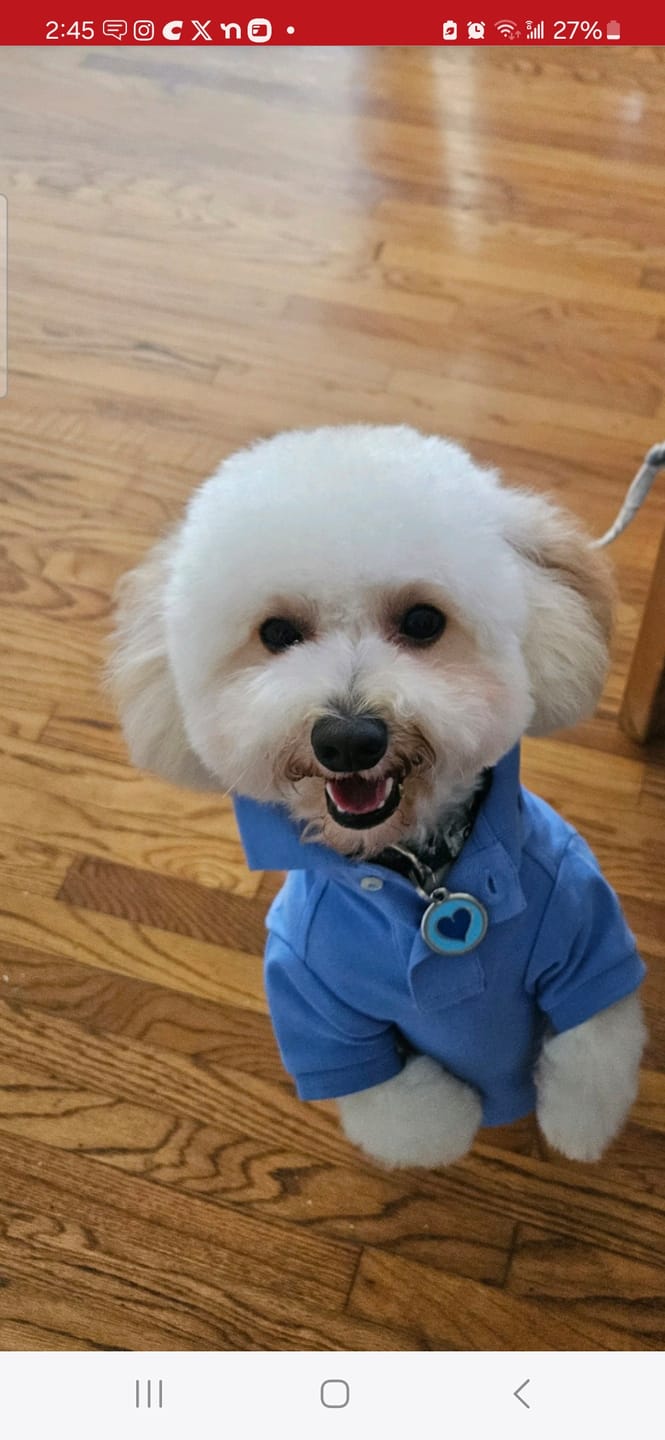 Customer photo review of Polo Ralph Lauren Cotton-Mesh Dog Polo Shirt