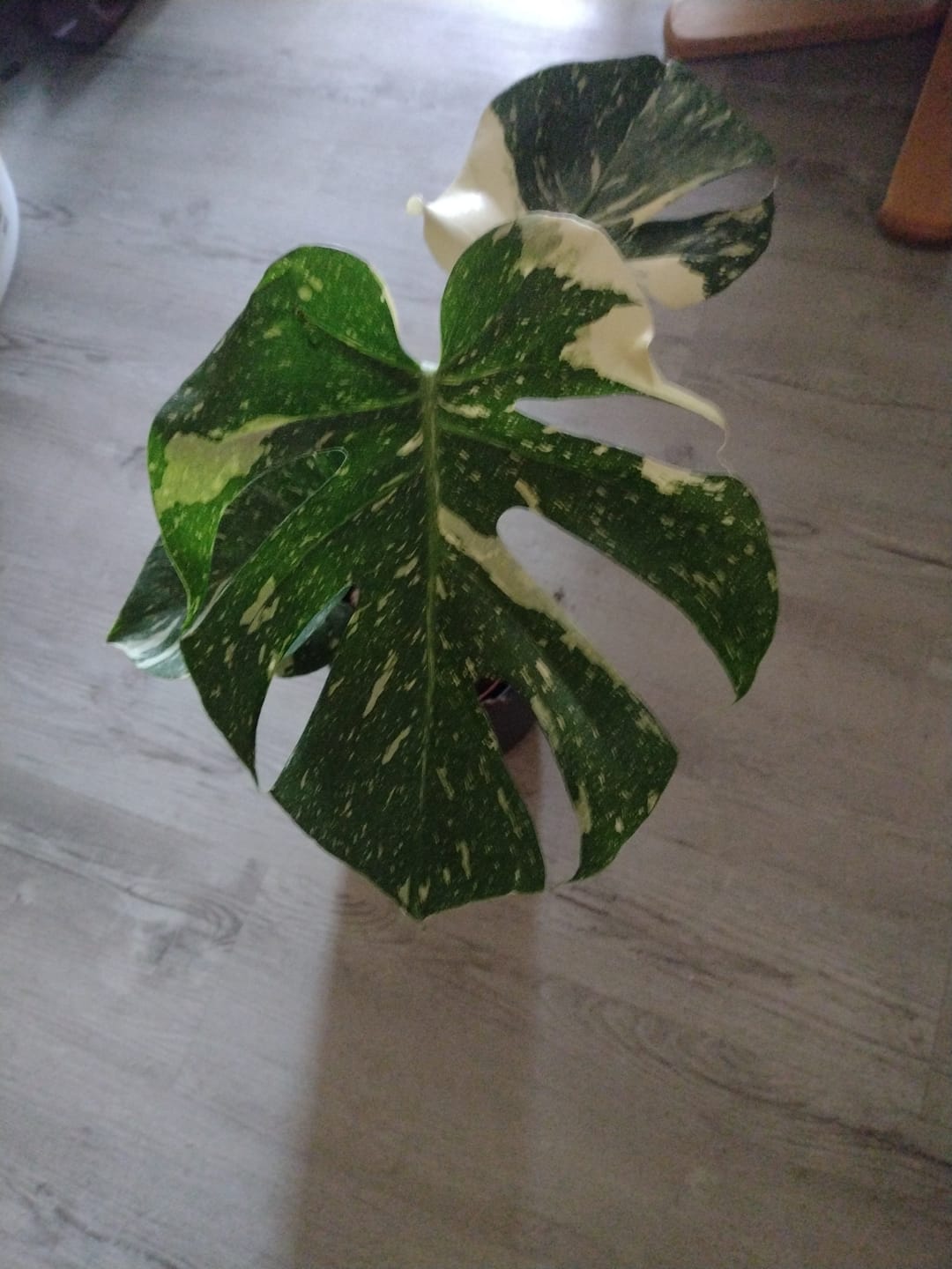 Customer photo review of Monstera Thai Constellation