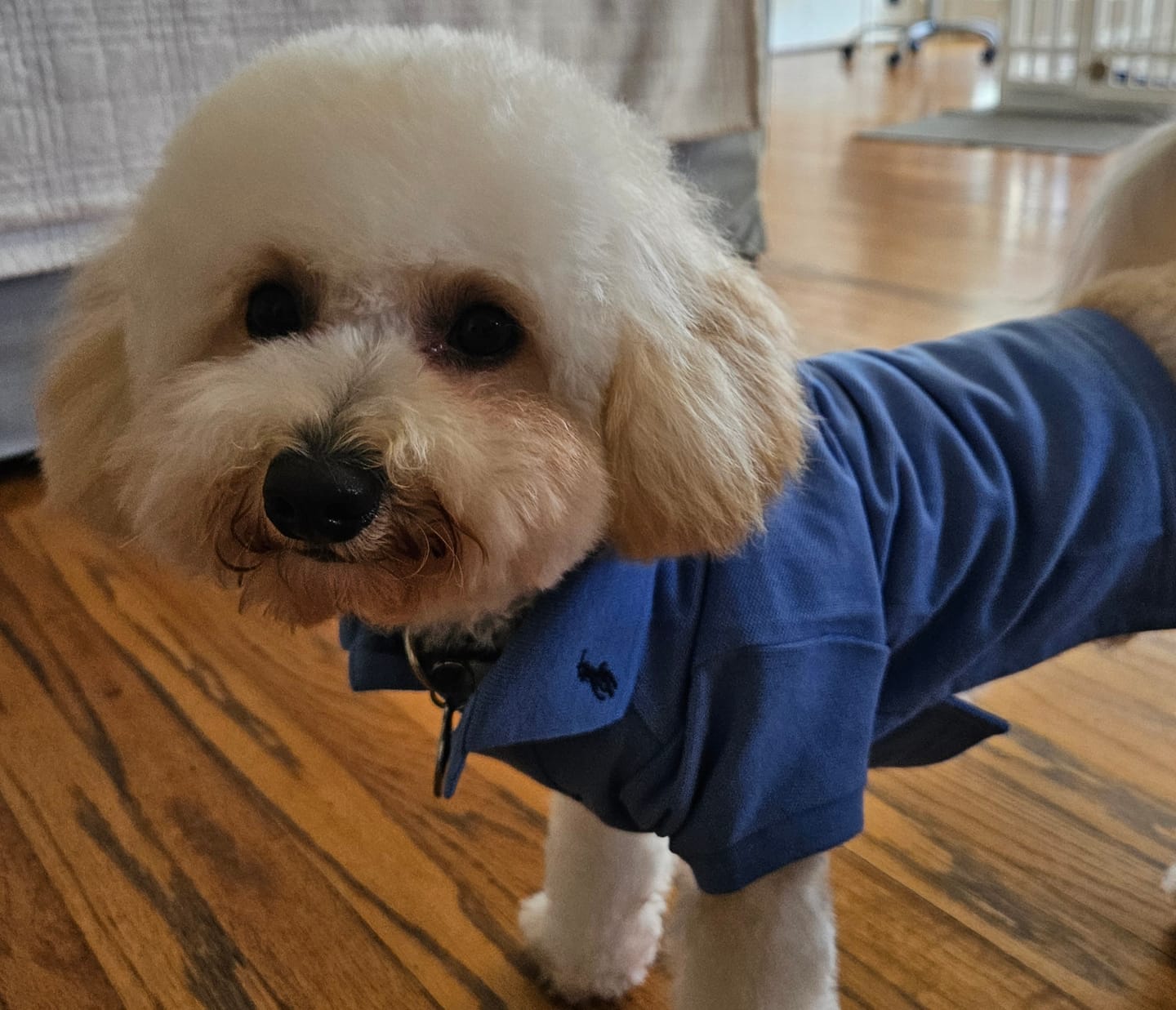 Customer photo review of Polo Ralph Lauren Cotton-Mesh Dog Polo Shirt