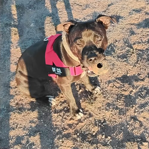 Customer photo review of Dog Harness